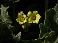 Ecballium elaterium 10, Saxifraga-Willem van Kruijsbergen