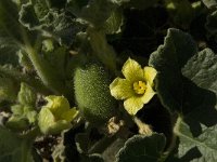 Ecballium elaterium 11, Saxifraga-Willem van Kruijsbergen