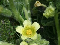 Ecballium elaterium 12, Saxifraga-Jeroen Willemsen