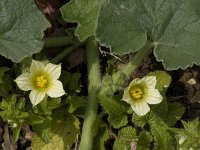 Ecballium elaterium 13, Saxifraga-Willem van Kruijsbergen