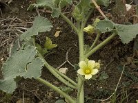 Ecballium elaterium 14, Saxifraga-Willem van Kruijsbergen