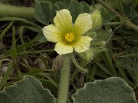 Ecballium elaterium 15, Saxifraga-Willem van Kruijsbergen