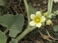 Ecballium elaterium 16, Saxifraga-Jan van der Straaten