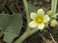 Ecballium elaterium 17, Saxifraga-Jan van der Straaten