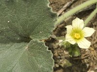 Ecballium elaterium 20, Saxifraga-Jan van der Straaten