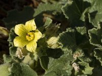 Ecballium elaterium 3, Saxifraga-Jan van der Straaten