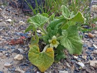 Ecballium elaterium 32, Saxifraga-Jeroen Willemsen