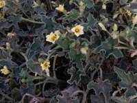 Ecballium elaterium 34, Saxifraga-Peter Meininger