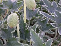 Ecballium elaterium 43, Saxifraga-Ed Stikvoort