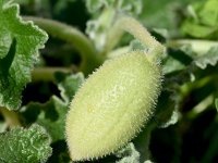 Ecballium elaterium 50, Saxifraga-Sonja Bouwman  Springkomkommer - Ecballium elaterium - Cucurbitaceae familie