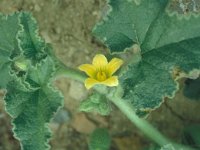 Ecballium elaterium 53, Saxifraga-Jan van der Straaten