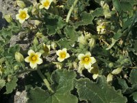 Ecballium elaterium 55, Saxifraga-Jan van der Straaten