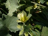 Ecballium elaterium 6, Saxifraga-Jasenka Topic