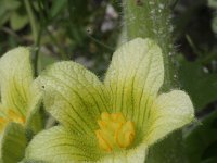 Ecballium elaterium 9, Saxifraga-Rutger Barendse