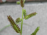 Echinochloa colona 3, Saxifraga-Rutger Barendse