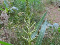 Echinochloa crus-galli 5, Hanepoot, Saxifraga-Rutger Barendse