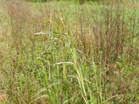 Echinochloa esculenta 2, Saxifraga-Rutger Barendse