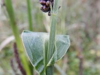 Echinochloa esculenta 3, Saxifraga-Rutger Barendse