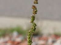 Echinochloa muricata 3, Stekelige hanenpoot, Saxifraga-Rutger Barendse