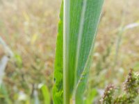 Echinochloa muricata 5, Stekelige hanenpoot, Saxifraga-Rutger Barendse