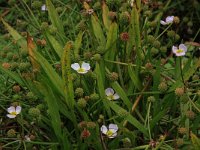 Echinodorus ranunculoides 11, Stijve moerasweegbree, Saxifraga-Hans Boll