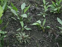 Echinodorus ranunculoides 2, Stijve moerasweegbree, Saxifraga-Hans Boll