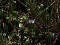 Echinodorus ranunculoides 3, Stijve moerasweegbree, Saxifraga-Hans Boll