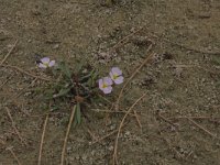 Echinodorus ranunculoides 7, Stijve moerasweegbree, Saxifraga-Hans Boll