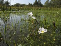 Echinodorus repens 2, Kruipende moerasweegbree, Saxifraga-Rob Felix : Plantae, Plants, Project Natuurbalans, planten