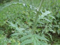 Echinops exaltatus 10, Stekelige kogeldistel, Saxifraga-Rutger Barendse