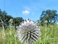 Echinops exaltatus 5, Stekelige kogeldistel, Saxifraga-Rutger Barendse