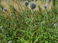 Echinops exaltatus 7, Stekelige kogeldistel, Saxifraga-Rutger Barendse