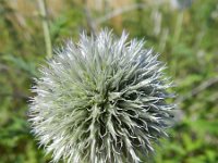 Echinops exaltatus 8, Stekelige kogeldistel, Saxifraga-Rutger Barendse