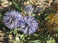 Echinops ritro 10, Kogeldistel, Saxifraga-Jasenka Topic