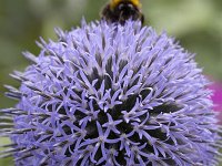 Echinops ritro 14, Kogeldistel, Saxifraga-Roel Meijer