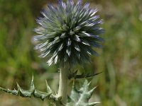 Echinops ritro 4, Kogeldistel, Saxifraga-Jan van der Straaten