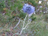 Echinops ritro 8, Kogeldistel, Saxifraga-Jasenka Topic