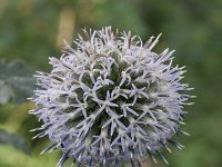 Echinops sphaerocephalus 3, Beklierde kogeldistel, Saxifraga-Rutger Barendse