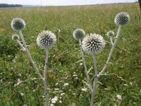 Echinops sphaerocephalus 4, Beklierde kogeldistel, Saxifraga-Jan Willem Jongepier