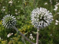 Echinops sphaerocephalus 5, Beklierde kogeldistel, Saxifraga-Jan Willem Jongepier