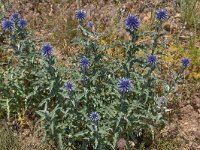 Echinops sphaerocephalus 8, Beklierde kogeldistel, Saxifraga-Harry Jans