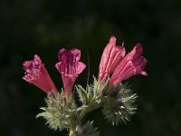 Echium angustifolium 10, Saxifraga-Willem van Kruijsbergen