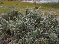 Echium angustifolium 15, Saxifraga-Ed Stikvoort