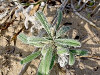 Echium angustifolium 17, Saxifraga-Sonja Bouwman  Echium angustifolium - Boraginaceae familie