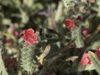 Echium angustifolium 2, Saxifraga-Jan van der Straaten