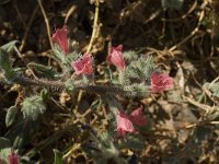 Echium angustifolium 3, Saxifraga-Jan van der Straaten