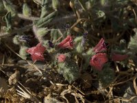 Echium angustifolium 6, Saxifraga-Willem van Kruijsbergen