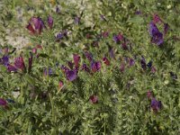 Echium angustifolium 8, Saxifraga-Jan van der Straaten