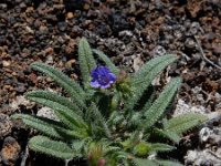 Echium bonnetii 2, Saxifraga-Ed Stikvoort