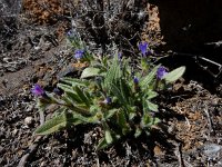 Echium bonnetii 3, Saxifraga-Ed Stikvoort